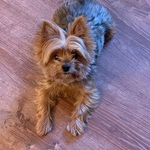 Meet your Posher, Dawn